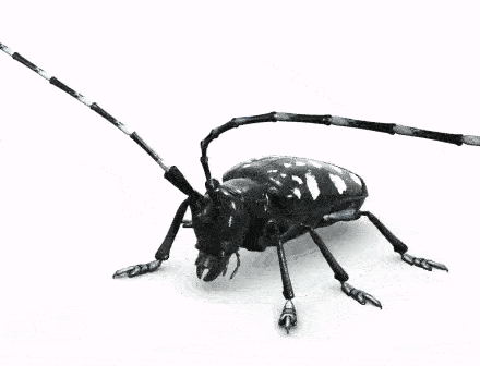 Asian Long-horned Beetles